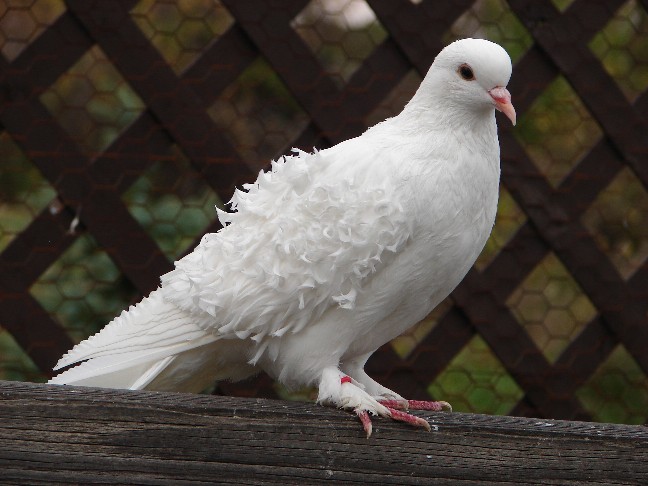 Lace Pigeon